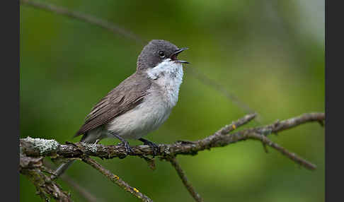 Zaungrasmücke (Sylvia curruca)