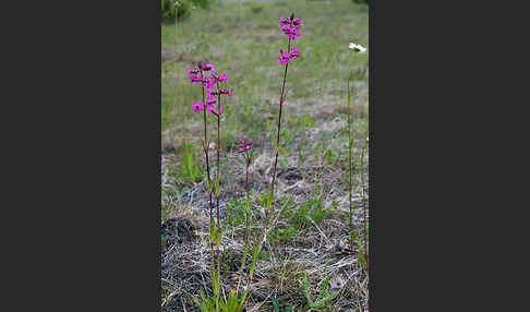 Gemeine Pechnelke (Lychnis viscaria)