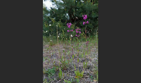 Gemeine Pechnelke (Lychnis viscaria)