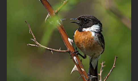 Schwarzkehlchen (Saxicola torquata)