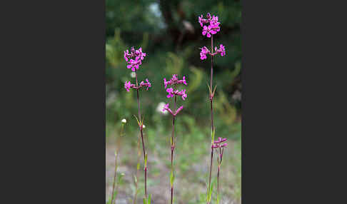 Gemeine Pechnelke (Lychnis viscaria)