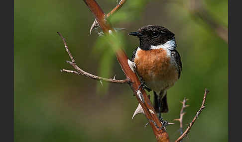 Schwarzkehlchen (Saxicola torquata)