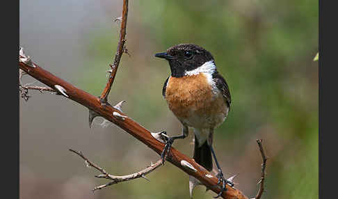 Schwarzkehlchen (Saxicola torquata)