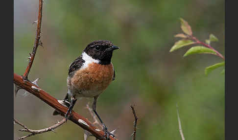 Schwarzkehlchen (Saxicola torquata)