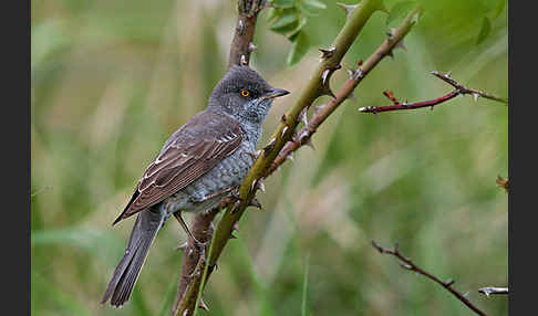 Sperbergrasmücke (Sylvia nisoria)