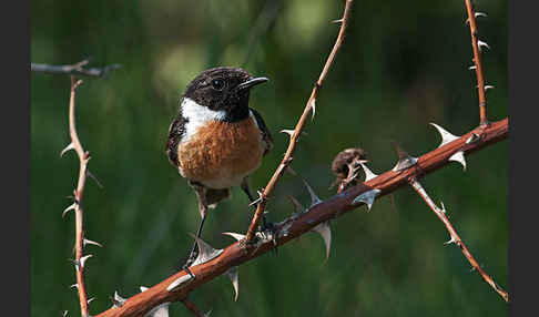 Schwarzkehlchen (Saxicola torquata)