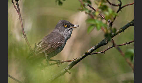 Sperbergrasmücke (Sylvia nisoria)