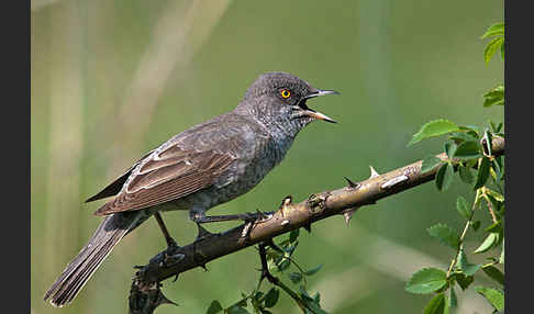 Sperbergrasmücke (Sylvia nisoria)