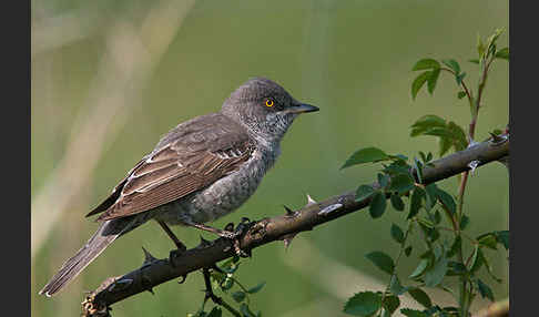 Sperbergrasmücke (Sylvia nisoria)