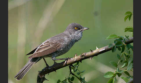Sperbergrasmücke (Sylvia nisoria)