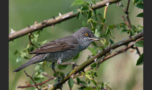 Sperbergrasmücke (Sylvia nisoria)