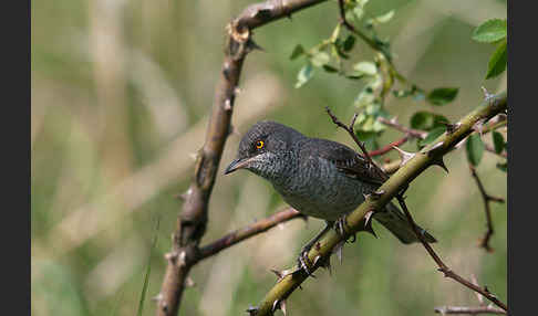 Sperbergrasmücke (Sylvia nisoria)