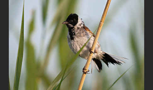 Rohrammer (Emberiza schoeniclus)