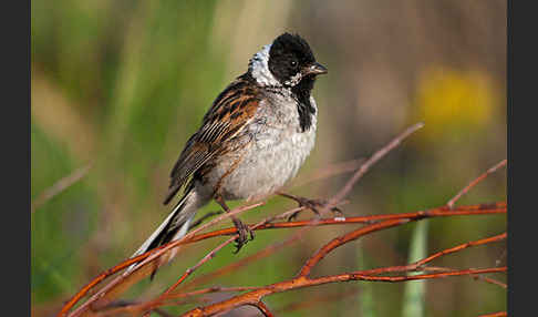 Rohrammer (Emberiza schoeniclus)