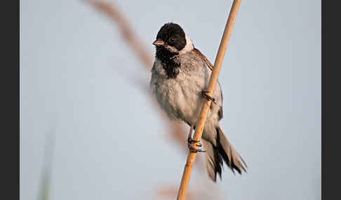 Rohrammer (Emberiza schoeniclus)