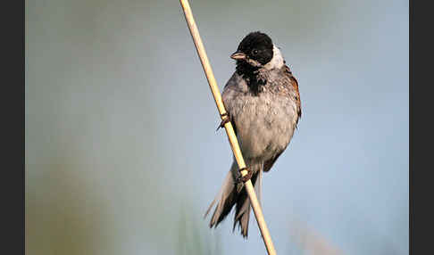 Rohrammer (Emberiza schoeniclus)