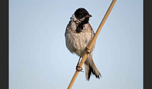 Rohrammer (Emberiza schoeniclus)