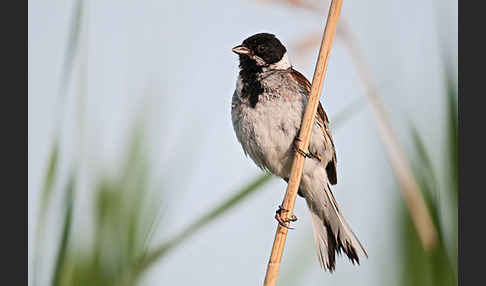 Rohrammer (Emberiza schoeniclus)