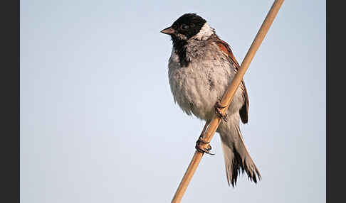 Rohrammer (Emberiza schoeniclus)