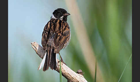 Rohrammer (Emberiza schoeniclus)