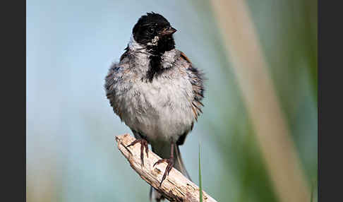 Rohrammer (Emberiza schoeniclus)