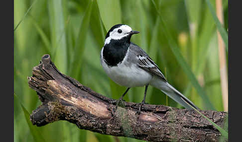 Bachstelze (Motacilla alba)