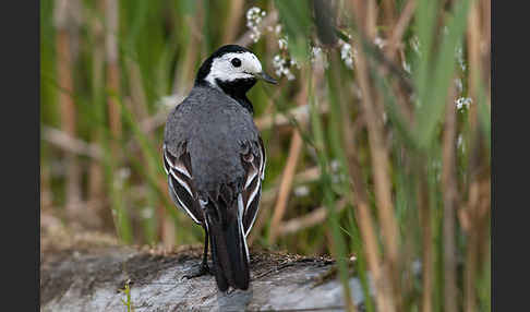 Bachstelze (Motacilla alba)