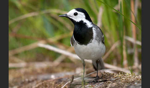 Bachstelze (Motacilla alba)