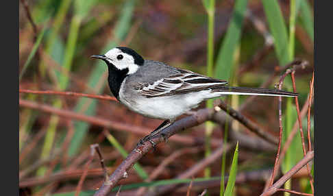 Bachstelze (Motacilla alba)