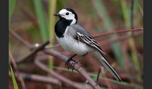 Bachstelze (Motacilla alba)