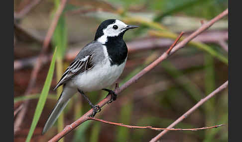 Bachstelze (Motacilla alba)