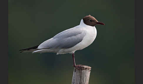 Lachmöwe (Larus ridibundus)