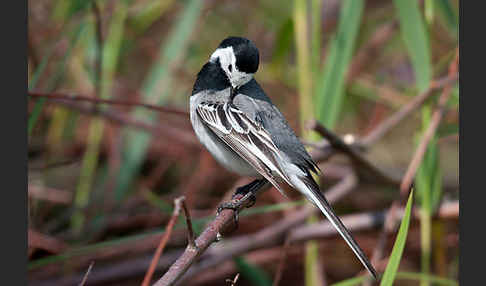 Bachstelze (Motacilla alba)