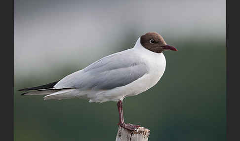 Lachmöwe (Larus ridibundus)