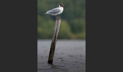 Lachmöwe (Larus ridibundus)