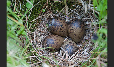 Bekassine (Gallinago gallinago)