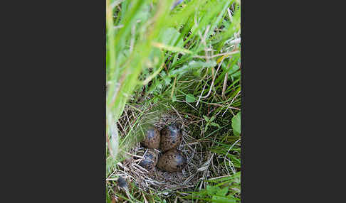 Bekassine (Gallinago gallinago)