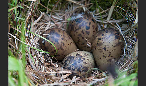 Bekassine (Gallinago gallinago)