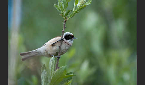 Beutelmeise (Remiz pendulinus)