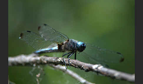 Spitzenfleck (Libellula fulva)