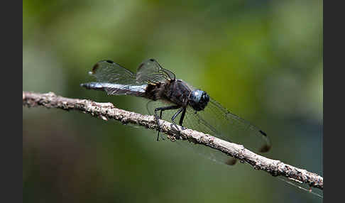 Spitzenfleck (Libellula fulva)