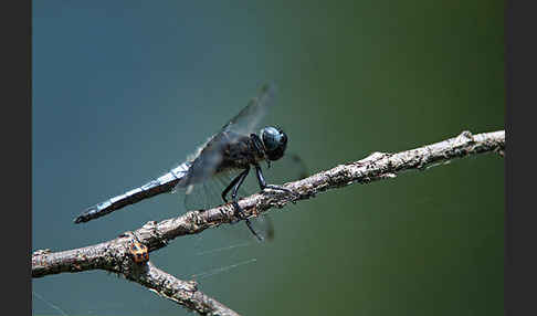 Spitzenfleck (Libellula fulva)