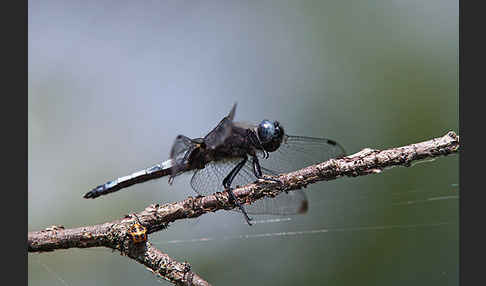 Spitzenfleck (Libellula fulva)