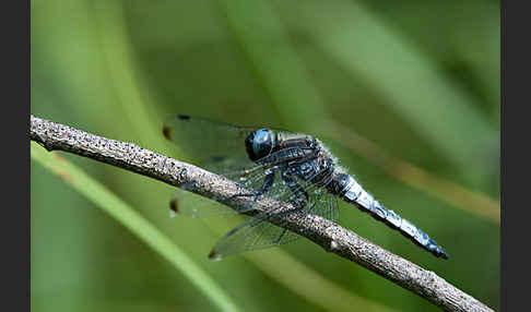 Spitzenfleck (Libellula fulva)