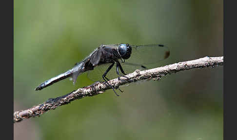 Spitzenfleck (Libellula fulva)