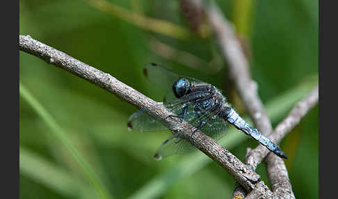 Spitzenfleck (Libellula fulva)
