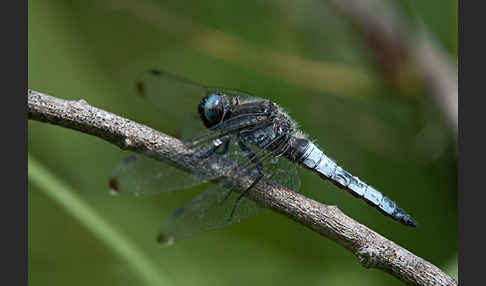 Spitzenfleck (Libellula fulva)