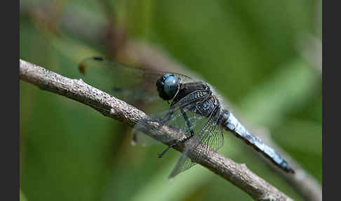 Spitzenfleck (Libellula fulva)