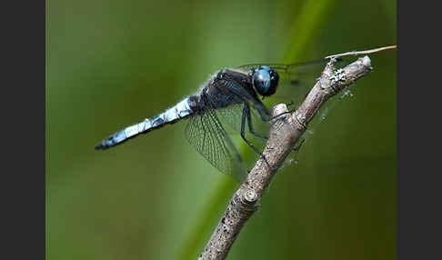 Spitzenfleck (Libellula fulva)