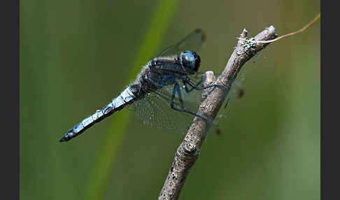 Spitzenfleck (Libellula fulva)